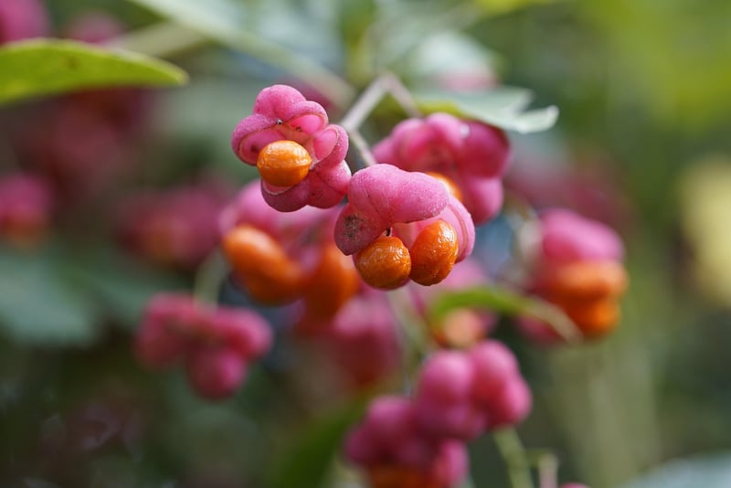 Healthy Fruits